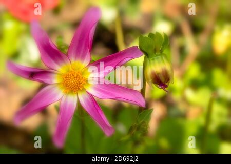 Dahlia 'Honka Überraschung einzelne Blüte Nahaufnahme mit Knospe und Hintergrund Nicht fokussiert Stockfoto