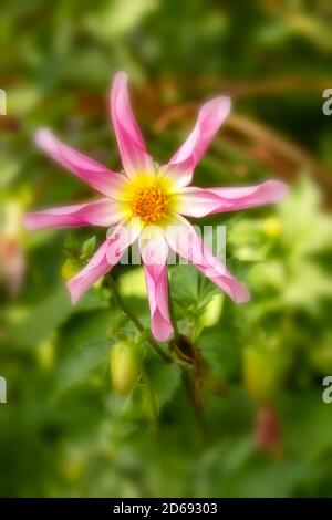 Dahlia 'Honka Surprise' Nahaufnahme Blumenportrait Stockfoto