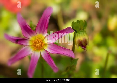 Dahlia 'Honka Surprise' Nahaufnahme Blumenportrait Stockfoto