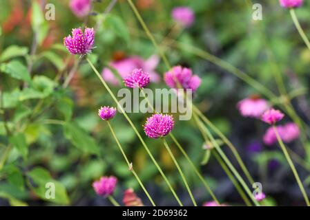 Globe Amaranth blüht im Garten Sommerzeit. Stockfoto