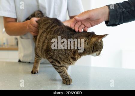 Tabby Katze wird an seinem Darm und Rücken von einem nicht erkennbaren Tierarzt untersucht, sein Besitzer streichelt ihn zu beruhigen Stockfoto