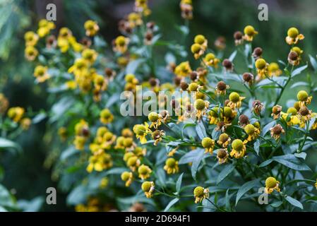 Gelbe Aster blühen im Garten. Stockfoto