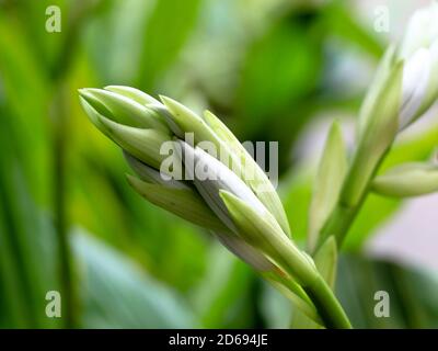 Schöne weiße und rosa Farbe Orchideenblumen aus heimischen Garten, selektive Fokus Stockfoto
