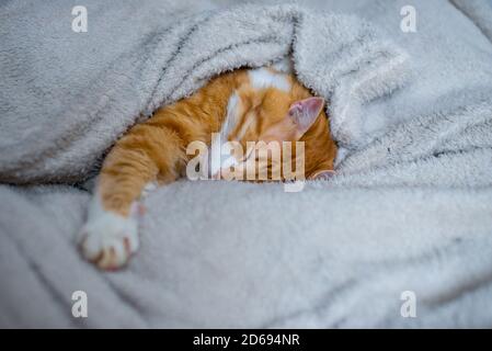 Die Ingwer-Katze schläft in einer weißen flauschigen Decke. Das Ingwerkätzchen ruht. Ein gemütliches Zuhause, Herbststimmung, eine flauschige Katze. Schlafende Ingwerkatze. Flauschiges Haustier Stockfoto
