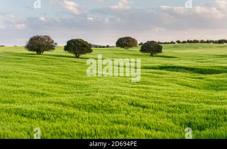 Landschaft mit Feldern von Korn in der Nähe von Mértola im Naturpark Parque Natural do Vale do Guadiana in den Alentejo, Europa, Südeuropa, Portu Stockfoto