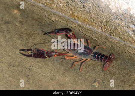 Rote Sumpfkrebse (Procambarus clarkii) in der Wasserstraße des Reisfeldes, Isehara Stadt, Kanagawa Präfektur, Japan gesammelt Stockfoto