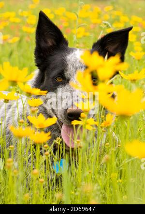 Schwarz-weiß getupfter Texas Heeler Hund mitten auf einer Wiese, der durch gelbe Wildblumen auf den Betrachter blickt Stockfoto