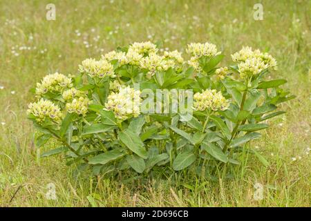 Grüne Antilopehorn-Milchkraut wächst im Sommer Weide Stockfoto