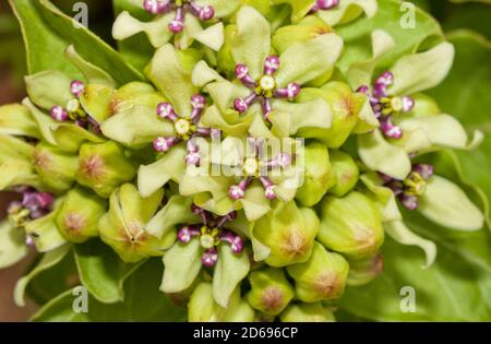 Nahaufnahme von Blüten der grünen Antelopehorn-Milchkrautpflanze, einer wichtigen Wirtspflanze für Monarch-Schmetterlingsraupen Stockfoto