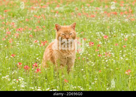Orange gestromte Katze sitzt inmitten von Wildblumen mit geschlossenen Augen, entspannt und glücklich Stockfoto