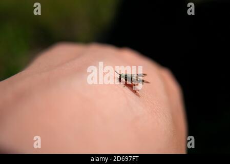 Ein Fliegeninsekt beißt eine menschliche Hand. Stockfoto