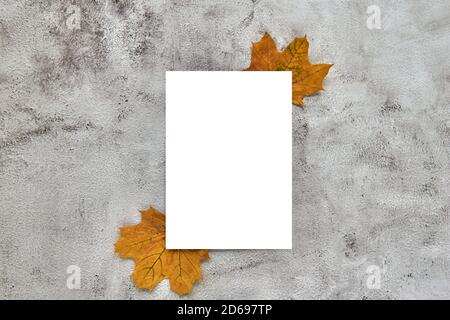 Herbstzusammensetzung aus gelb getrockneten Blättern und Eicheln auf Betongrund. Vorlage Mockup vertikales leeres Papier. Herbst, halloween. Flach liegend Stockfoto