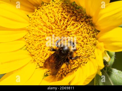 Nahaufnahme einer Bumble Bee, die eine frisch geöffnete Sonnenblume bestäubt Stockfoto