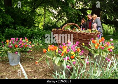 Pralormo, Piemont, Italien. -04-25-2009-Messer Tulipano Gartenbau Ausstellung mit Frühling Tulpen blühen in Pralormo Schloss. Stockfoto