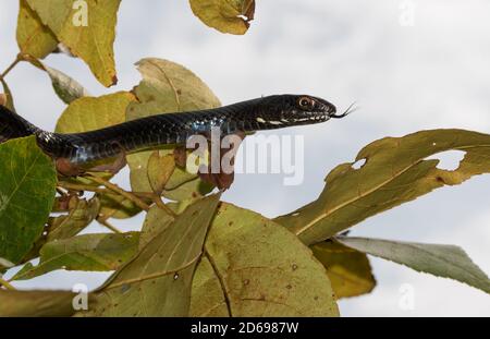 Dunkelköpfige Ostkängelnatter beobachtet seine Umgebung von einem Baum aus und dreht seine Zunge heraus Stockfoto