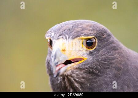 Harris's Hawk Nahaufnahme von Kopf und Schnabel, Greifvogel, Greifvogel, früher Lorbeer-Falke oder staubiger Falke, England Großbritannien Stockfoto