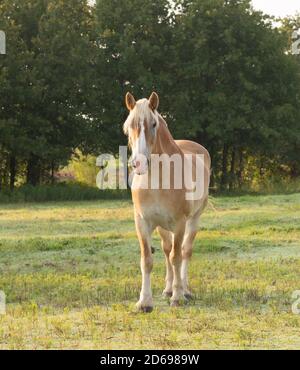 Wunderschön; blondes belgisches Zugpferd mit Blick auf die Kamera, seitlich beleuchtet durch weiches Licht am frühen Morgen Stockfoto