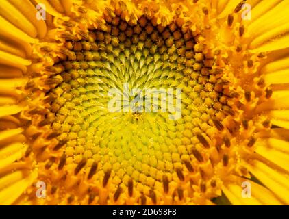 Nahaufnahme eines frisch geöffneten Sonnenblumenzentrums in der Sommersonne Stockfoto