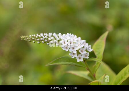 Nahaufnahme der weißen Blüten von Lysimachia clethroides / Schwaneneck Loosestrife Blüte in einem britischen Garten. Stockfoto