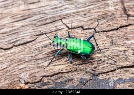 Sechs-spotted Sandlaufkäfer (Cicindela Sexguttata) Stockfoto