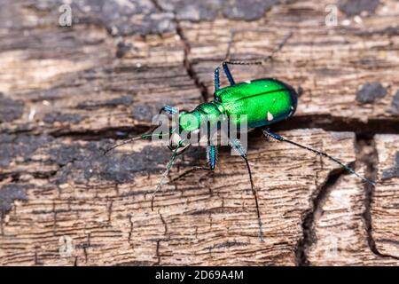 Sechs-spotted Sandlaufkäfer (Cicindela Sexguttata) Stockfoto