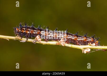 Gewöhnliche Buckeye (Junonia coenia) Raupe (Larve) Stockfoto