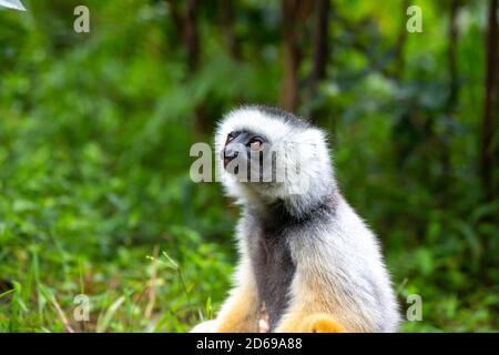 Ein diademed sifaka in seiner natürlichen Umgebung im Regenwald Auf der Insel Madagaskar Stockfoto