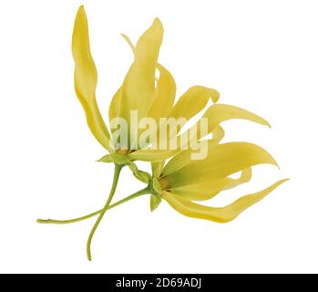 Frische Ylang-Ylang Blume isoliert auf weißem Hintergrund Stockfoto