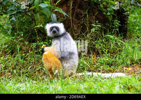 Ein diademed sifaka in seiner natürlichen Umgebung im Regenwald Auf der Insel Madagaskar Stockfoto