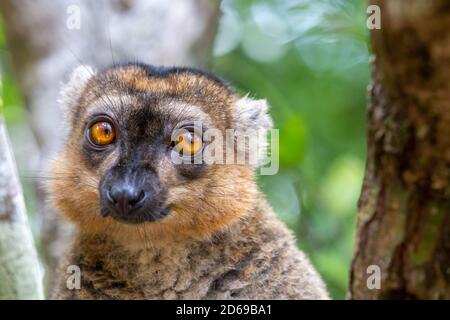 Ein Porträt eines roten Lemurs in seiner natürlichen Umgebung Stockfoto