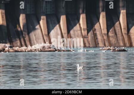 Möwenvogel auf dem Wasser in der Nähe von Dneproges. Wasserkraftwerk am Fluss Dnjepr in Zaporozhye, Ukraine. Blick von der Insel Khortyzia Stockfoto