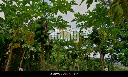 Grün gefärbte tropische Papaya-Pflanzen (Carica Papaya, auch Papaw pawpaw) mit Stiel, Blättern und vielen Früchten auf einer kleinen Plantage im Süden von Mahe. Stockfoto