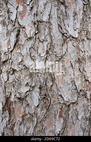 Pinus strobus Zweig, Zapfen und Rinde aus der Nähe Stockfoto