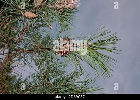 Pinus sylvestris Zweig aus nächster Nähe Stockfoto