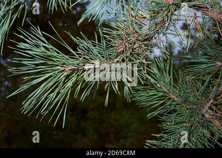 Pinus sylvestris Zweig aus nächster Nähe Stockfoto