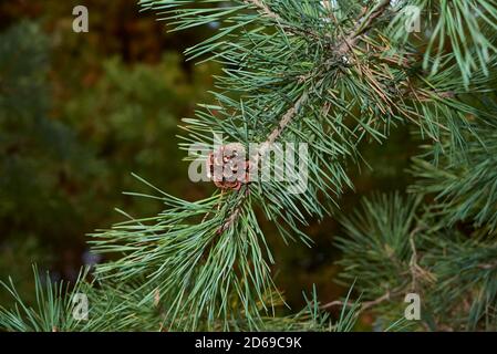 Pinus sylvestris Zweig aus nächster Nähe Stockfoto