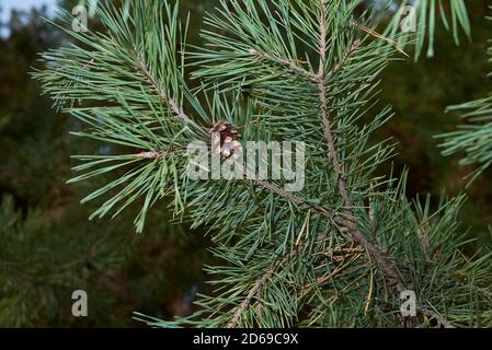 Pinus sylvestris Zweig aus nächster Nähe Stockfoto