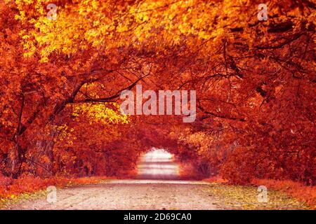 Unbefestigte Land Sandstraße, Gasse mit Bäumen im Herbst. Wunderschöne Naturlandschaft. Herbstsaison. Reihen von Bäumen säumen langen leeren Pfad. Parkallee in Belaru Stockfoto