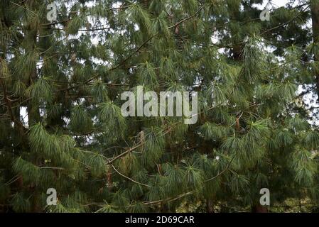 Pinus wallichiana Bäume Landschaft und Zweig aus nächster Nähe Stockfoto