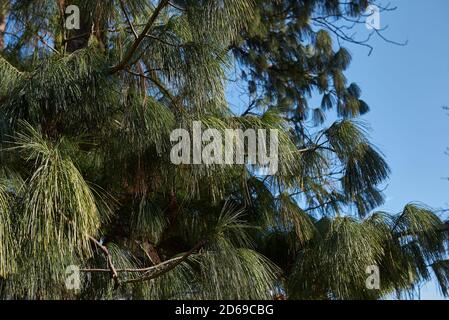 Pinus wallichiana Bäume Landschaft und Zweig aus nächster Nähe Stockfoto