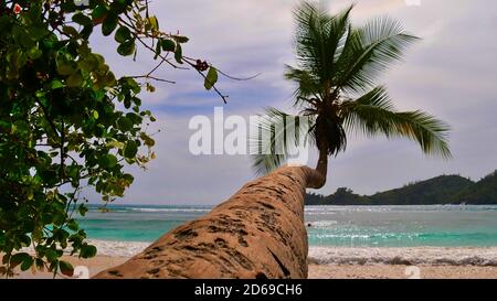 Lange Kokospalme, die über den tropischen Strand in Baie Lazare, Mahe Island, Seychellen ragt, mit wunderschönen türkisfarbenen Wasser. Stockfoto