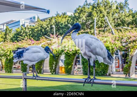 Brisbane, Australien - 21. März 2020: Zwei australische weiße Steinböcke auf einem Zaun in einem Brisbane, Australien, Park. Stockfoto