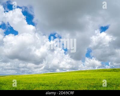 Blauer Himmel mit großen weißen Wolken, die den größten Teil des Himmels füllen Übergrünes Feld im Südwesten Floridas Stockfoto