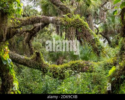 Üppig grüner tropischer Wald im Südwesten Floridas in den Vereinigten Staaten Status Stockfoto