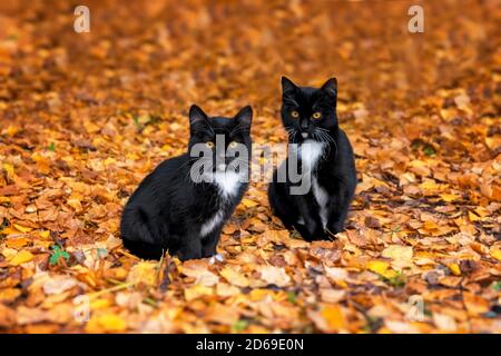 Zwei schöne schwarze Kätzchen liegen auf herbstlich orangefarbenen Blättern Stockfoto