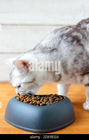 Katze essen Tierfutter in einer Schüssel mit Form des Herzens. Stockfoto