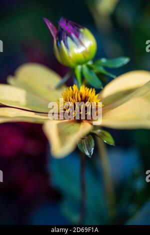 Dahlia 'Bishop of York', tuberöse krautige Perennialfarbe Stockfoto