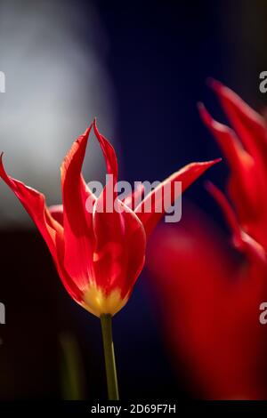 Lily geblümten Tulpe 'Alladin' hinterleuchtet Stockfoto