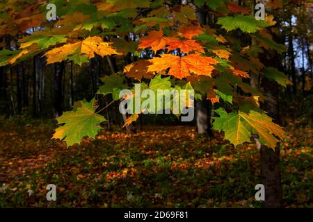 Ahornzweig mit farbigen Blättern im Herbstwald Stockfoto