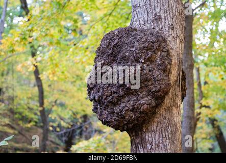 Schwarzer Knoten verursacht durch den Pilz Apiosporina morbosa auf einem Baumstamm im Hungered Rock State Park, US-Bundesstaat Illinois. Zurück zu Naturkonzept. Stockfoto